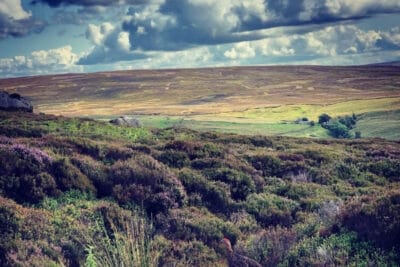 grouse-moor