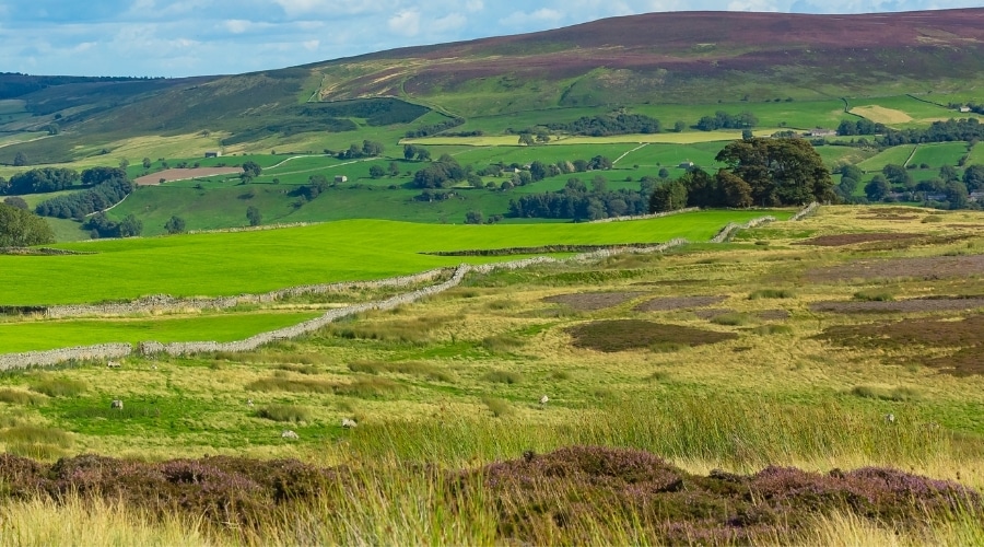 grouse-moor