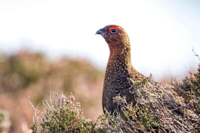 grouse-management