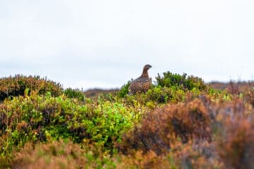 grouse-shooting