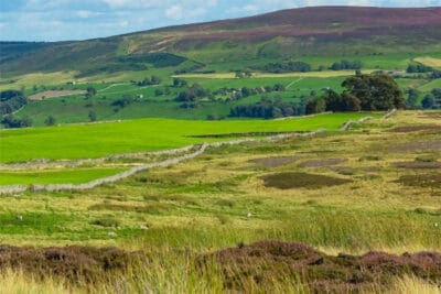 grouse-moor