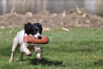 Scottish-Game-Fair