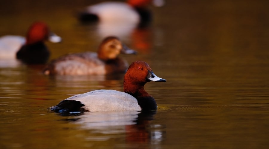 waterbirds