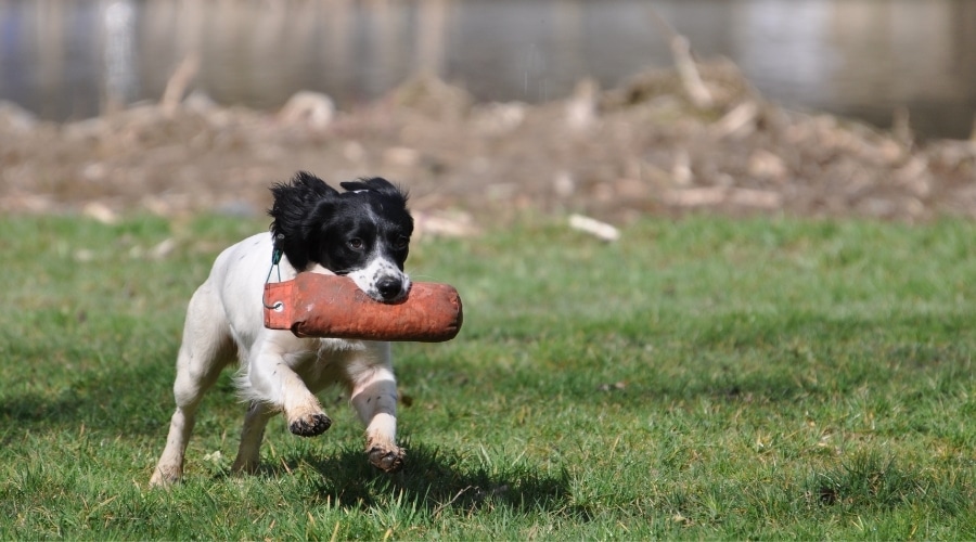 Scottish-Game-Fair