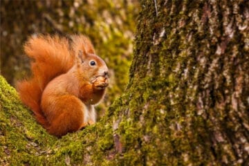 red-squirrel