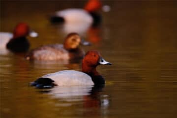 waterbirds