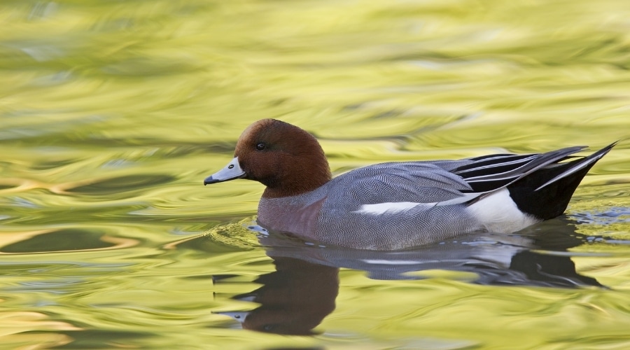 widgeon