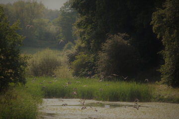 Duck Pond