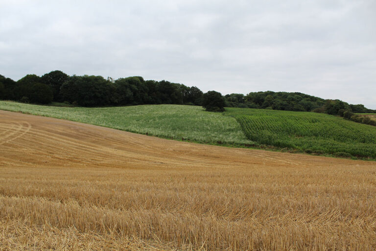 View of a pheasant drive