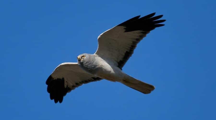 hen-harrier