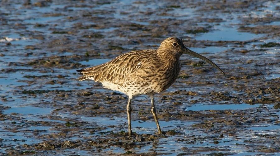 curlew-calls