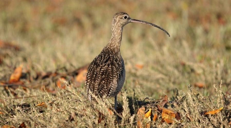 curlew