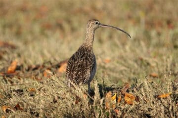 curlew