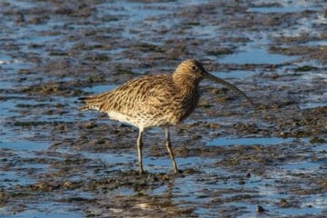 curlew-calls