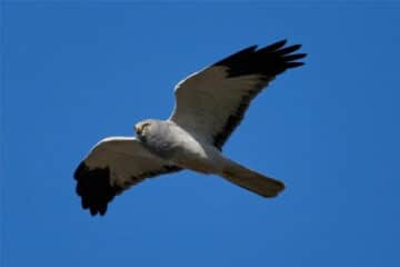 hen-harrier