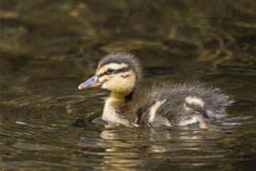 mallard