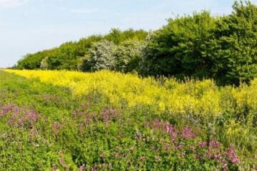 shooting-and-conservation