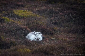 mountain-hare