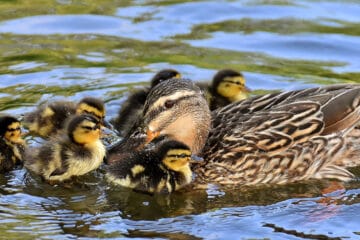 mallard duck in water with chicks