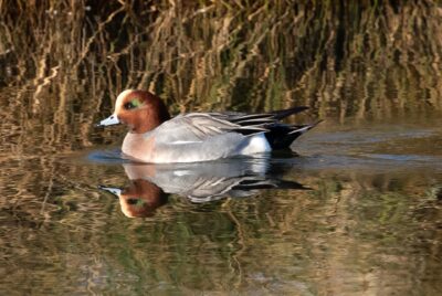 widgeon