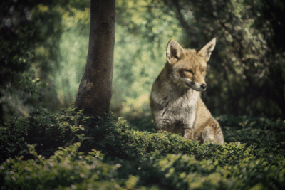 hunting