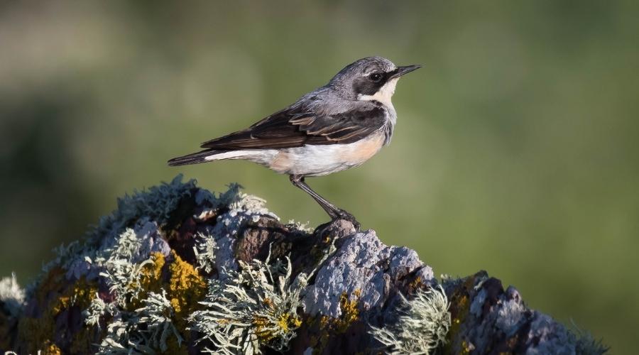 wheatear