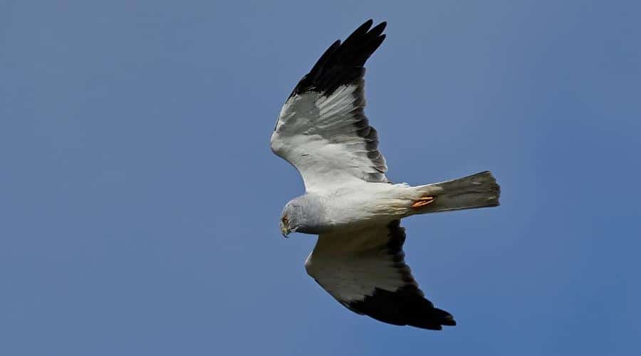 hen-harrier