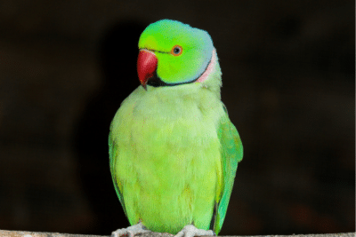 parakeet