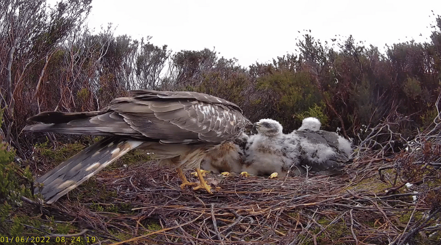 hen-harrier