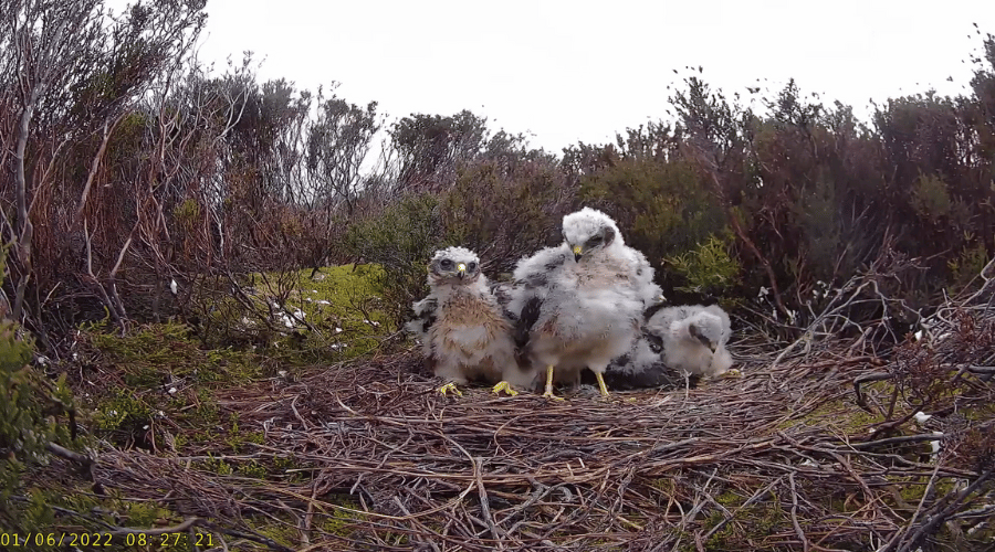 nest-cam