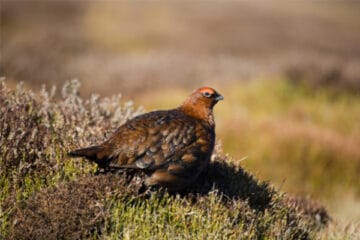 grouse-moors