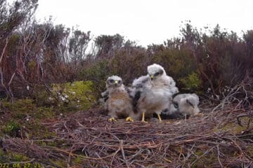 nest-cam