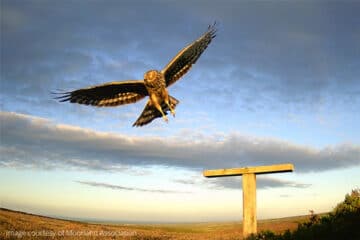 Hen-harrier