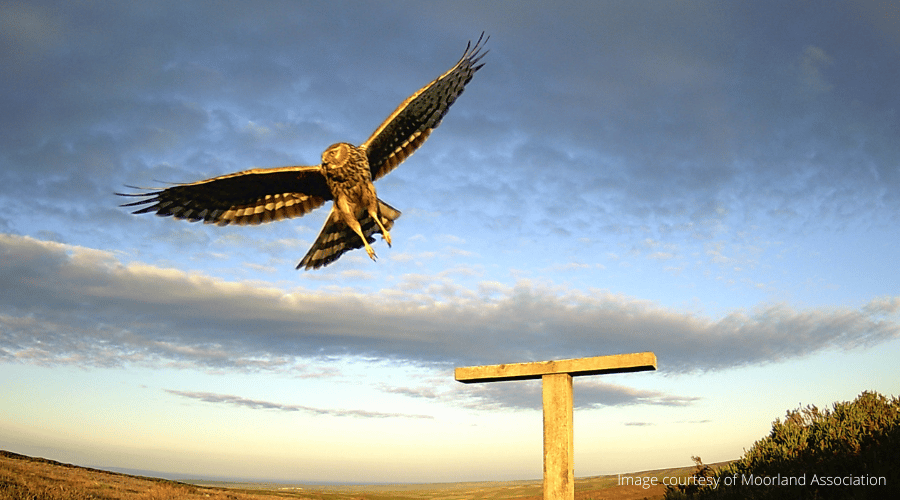 Hen-harrier