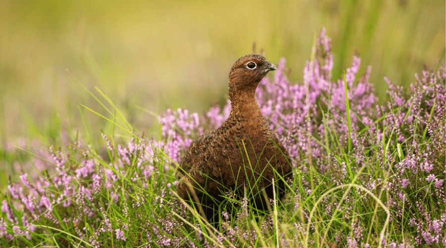 grouse