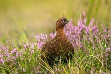 grouse