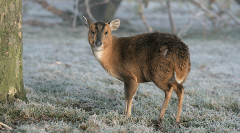 muntjac