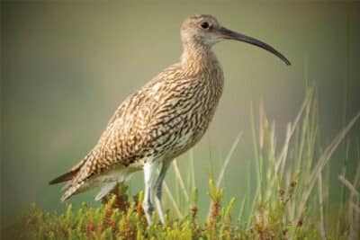 grouse-moor