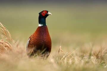 pheasant