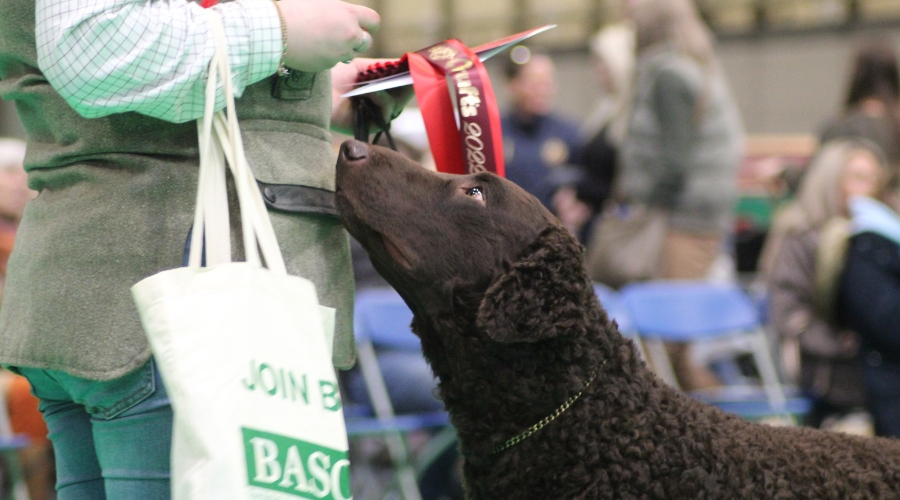 crufts