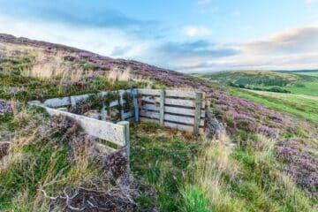 grouse-moor-licensing