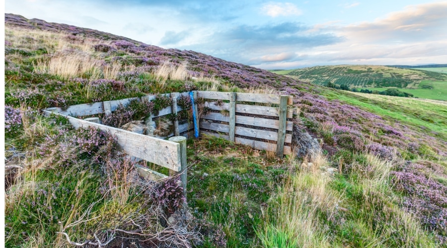 grouse-moor-licensing