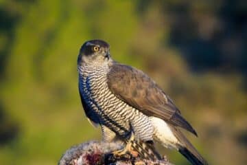 goshawk