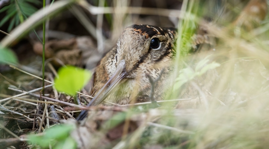 woodcock