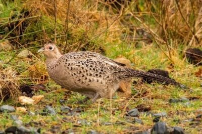 avian-influenza