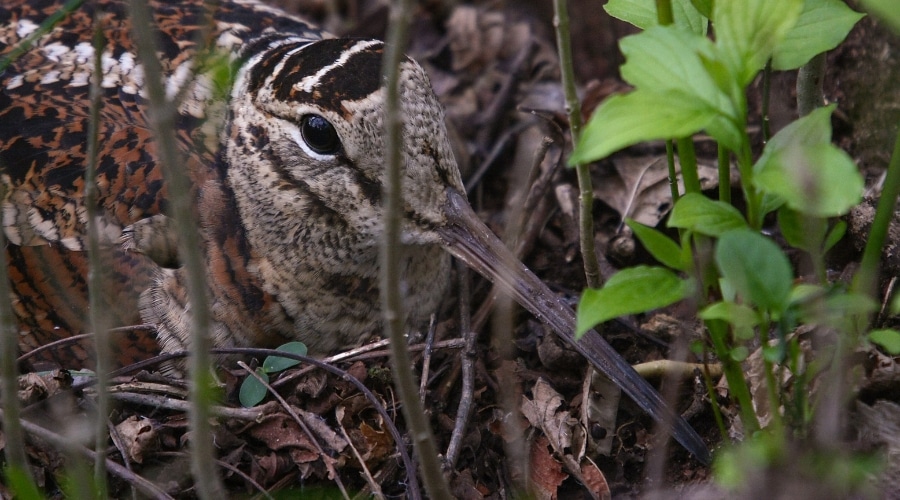 woodcock