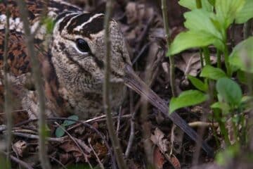 woodcock