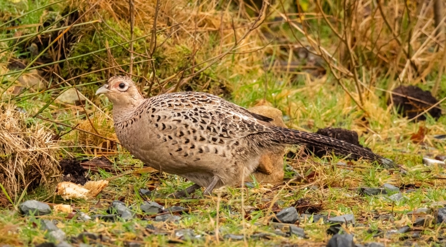 avian-influenza