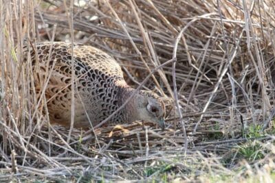 avian-influenza