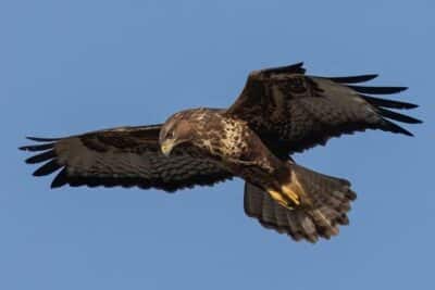 raptor-persecution